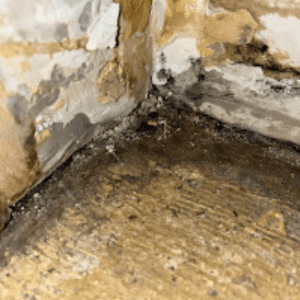 Mold Remediation